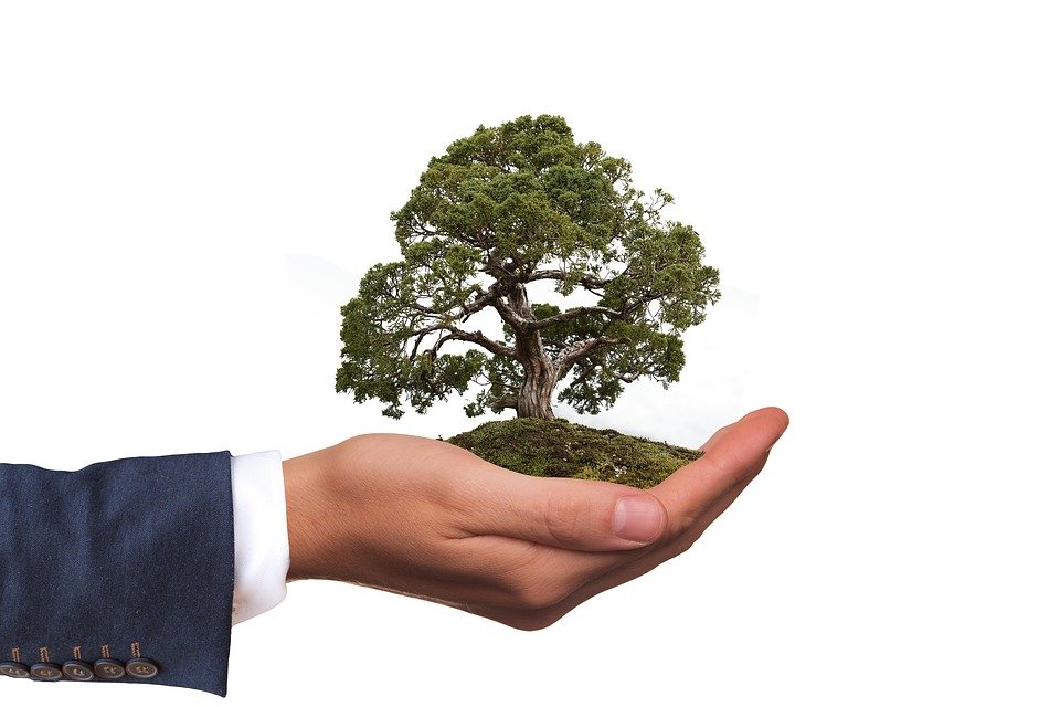 Hand holding a tree
