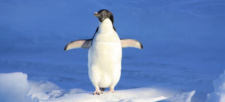 link building vs. link earning - Penguin Update