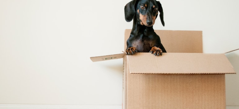 A dog in a box