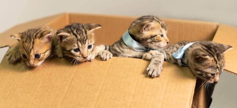 Kittens in a cardboard box